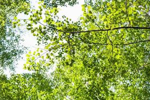 hojas verdes de álamo en el bosque en verano foto