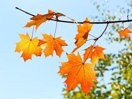 twig with yellow and orange leaves in autumn photo