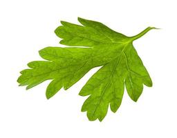 green leaf of fresh parsley herb isolated photo