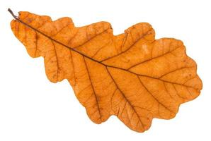 back side of autumn leaf of oak tree isolated photo