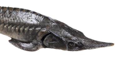 head of fresh sturgeon fish isolated on white photo