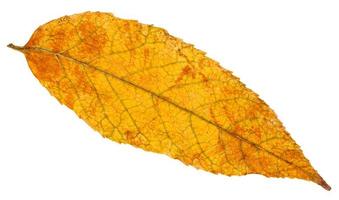 hoja de otoño amarilla y naranja de fresno aislado foto