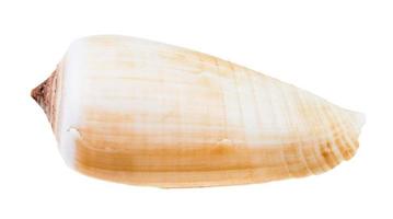 light brown shell of conus snail isolated photo