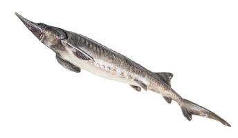 bottom view of fresh sturgeon fish isolated photo