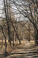 baby buggy and walking path in urban park photo