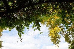 trees with green and yellow autumn leaves photo