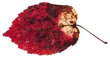 red dried leaf of ash-leaved maple tree isolated photo