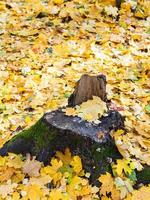 fallen yellow leaves and old stump in autumn photo