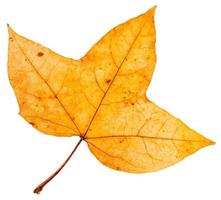 yellow autumn three-lobed leaf of maple tree photo