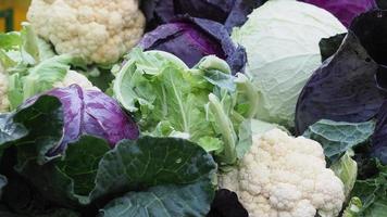cabbage vegetables food video