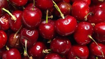 Red cherry fruit video