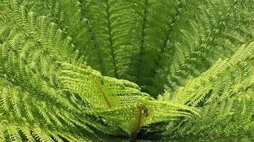 fern plant leaves video