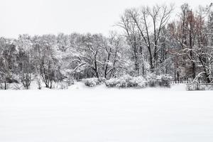 frozen lake and view of urban park in winter photo