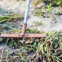 limpieza de lecho de jardín de malas hierbas secas con rastrillo foto