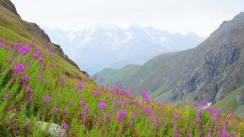 Zoom in tranquil green mountains with purple flowers on hillside and snowy peaks background wallpaper with no people. Unspoiled pristine nature landscape panorama video