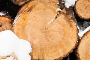 sawed tree trunk in winter photo