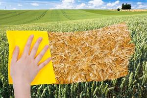 hand deletes green wheat ears by yellow cloth photo