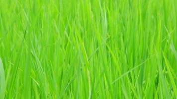 grünes, fruchtbares Ackerland mit Reisfeldern. wunderschöne Landschaften landwirtschaftlicher oder kultivierender Gebiete in tropischen Ländern. video