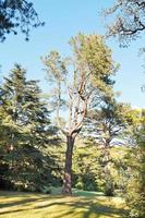 árbol de secoya en día de otoño foto