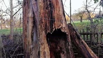 tronco de árbol muerto agrietado en el bosque video