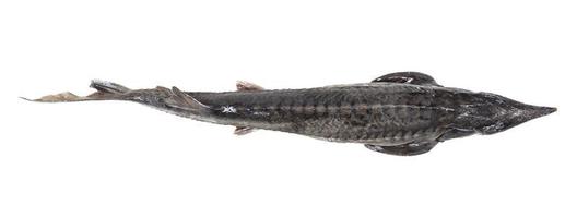 top view of fresh sturgeon fish isolated on white photo