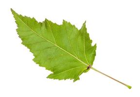 back of maple leaf acer tataricum ginnala tree photo