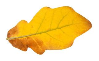 back side of fallen yellow oak leaf isolated photo