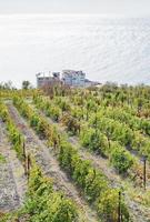 vineyard in Massandra region and Black Sea photo