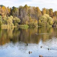 pond with ducks and colorful trees on shore photo