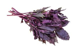 bunch of fresh dark purple basil herb isolated photo