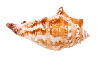 shell of sea mollusc isolated on white photo