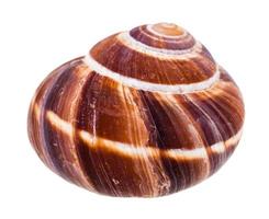 shell of escargot snail isolated on white photo