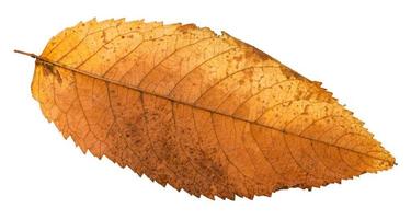 autumn rotten leaf of ash tree isolated photo