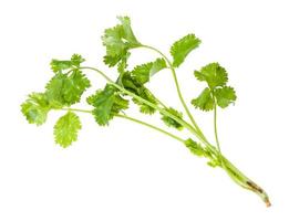 twig of fresh green coriander herb isolated photo