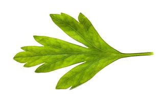 fresh green leaf of parsley herb isolated on white photo