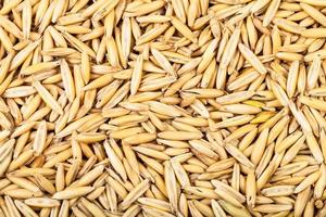 unpeeled seeds of cultivated oat photo