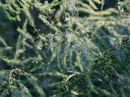 Morning dew on green grass photo