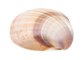 striped brown shell of clam isolated on white photo