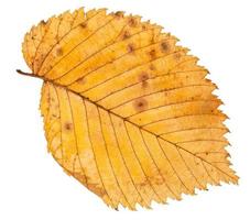 back side of fallen leaf of elm tree isolated photo