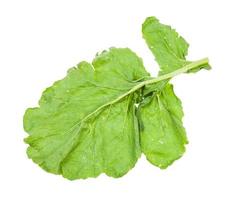 back side of green leaf of turnip plant isolated photo