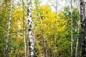 birch grove in autumn forest in sunny october day photo