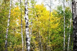 birch grove in autumn forest in sunny october day photo