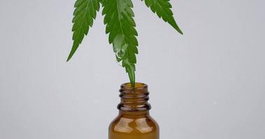 Tropfen auf grünes Blatt von medizinischem Cannabisextrakt, das in eine braune Flasche tropft video