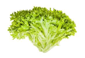 fresh green Ice leaf lettuce isolated on white photo