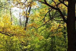 roble en un denso bosque en un día soleado de octubre foto