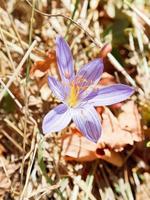 colchicum autumnale flor de cerca foto