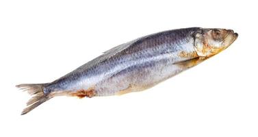 deepfrozen Atlantic herring isolated on white photo