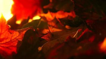 flackerndes Licht, das durch knusprige, trockene Herbstblätter im Herbsthintergrund scheint video