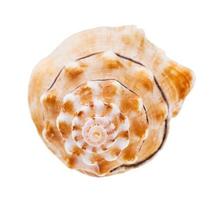 helix conch of sea snail isolated on white photo