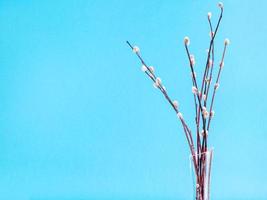 bunch flowering pussy-willow twigs on blue photo